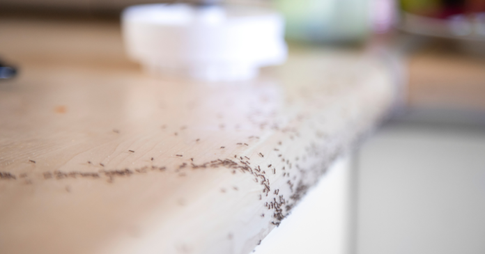 How to Get Rid of Ants in Kitchen