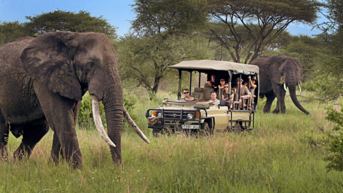 Tanzania Safari