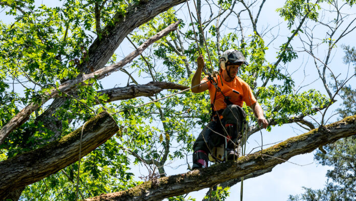 Worker in orange shirt in tree cutting off dead branches Tactical Trees
