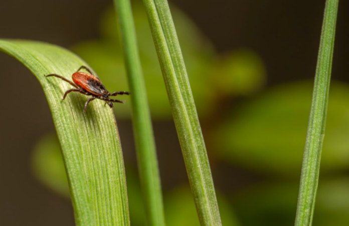 Backyard Features That Attract Ticks Backyard Features That Attract Ticks