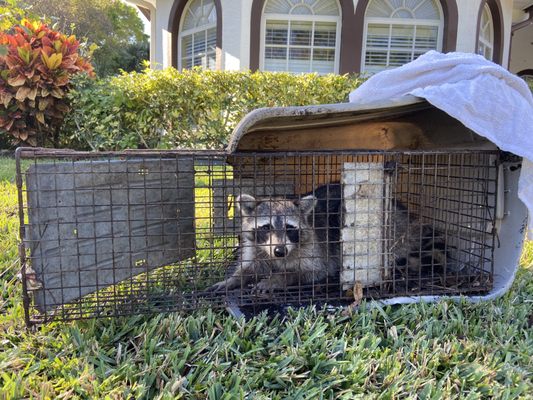 Palm Beach Wildlife Services Difference