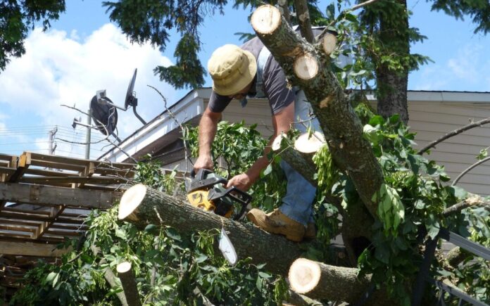 tree-265657_1280-1080x675 Tree Removal