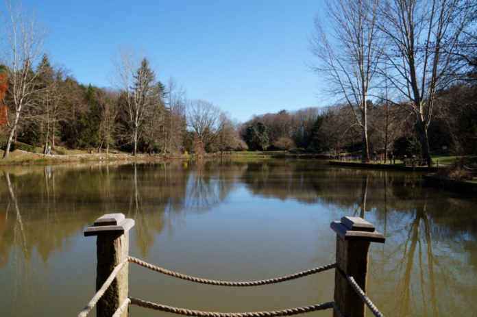 Tranquil pond surrounded by winter trees.