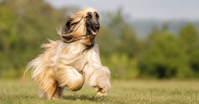 How Much Exercise Does an Afghan Hound Need