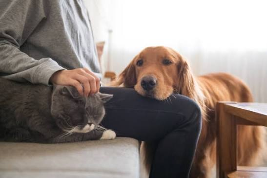 Pet Owner