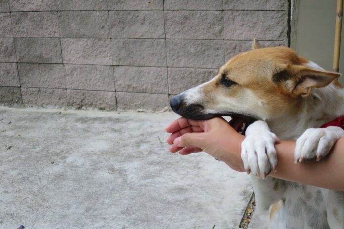 Dog Bite Claims