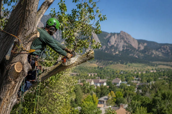 tree service in Boulder CO