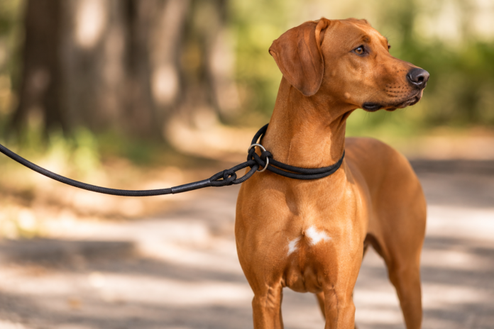 martingale leash for dogs