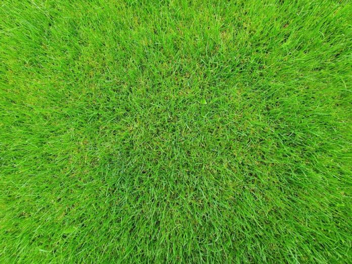 Is sod worth it