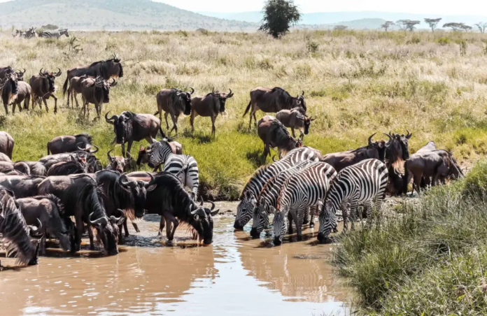 Luxury Tanzania Safari and Zanzibar Escape: Serengeti Safari Dreams to White Sand Reality