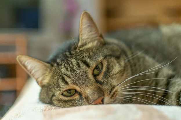 Poisoning in Cats