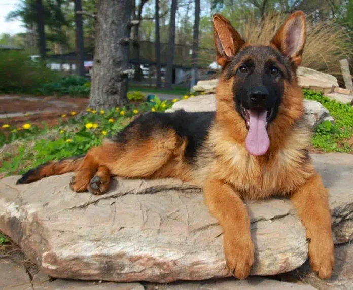 German Shepherd
