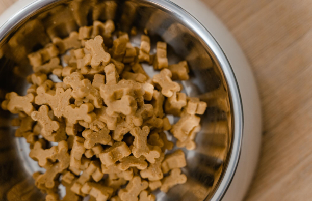 How to Switch Your Dog to a Healthier Diet Without Any Hassle