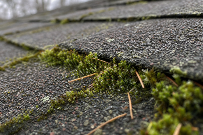Roof Moss Removal